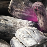 土佐備長炭でじっくり丁寧に焼き上げて、お客様にご提供いたします。