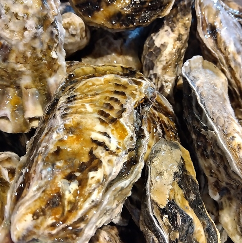 焼き牡蠣食べ放題コース（２日前予約）やってます