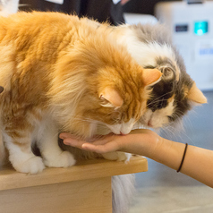 【平日】フリータイムコース