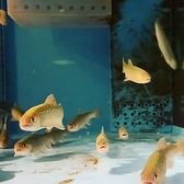 店内にいけすがあるので、新鮮な魚をお召し上がりいただけます。