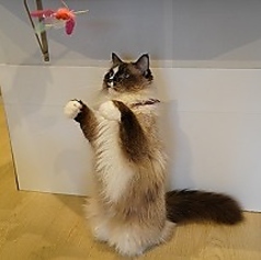 ネコカフェ キャットテイル Nekocafe Cattailのおすすめポイント1
