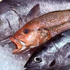 目利き職人の厳選鮮魚!「本日の天然魚」