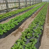 契約農家から直送される野菜