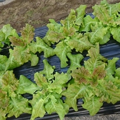 契約農家から直送される野菜