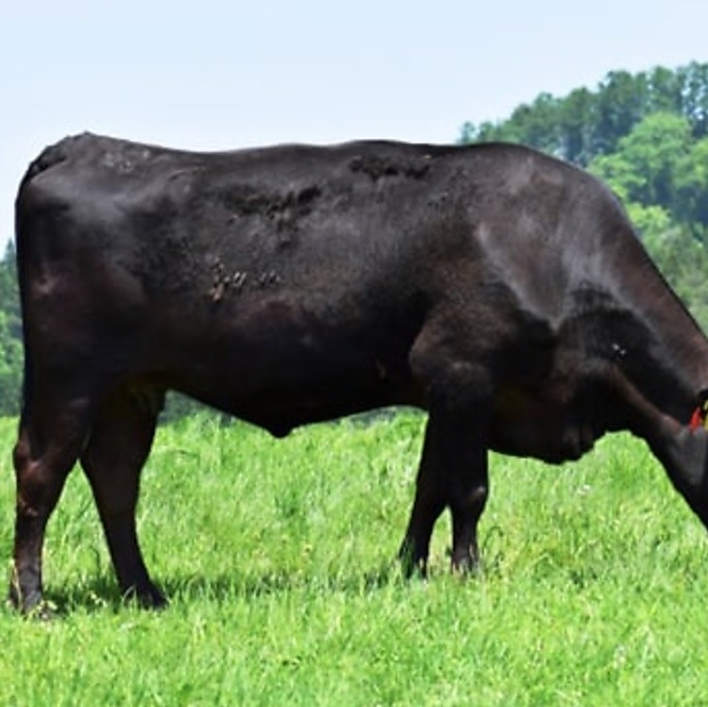 当店では、その時期に最も美味しいお肉を厳選して仕入れております！