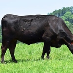 当店では、その時期に最も美味しいお肉を厳選して仕入れております！