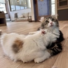 CAT CAFE 美観neko ビカンネコのおすすめポイント2