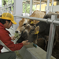 濃厚でやさしい、モクモクジャージー牛乳