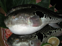 新鮮な素材を厳選