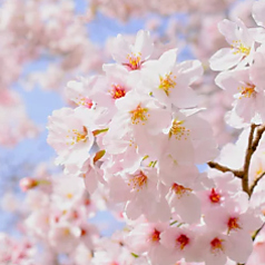 肉のサトウ商店 岡山ドーム前店のコース写真