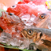 【旬鮮魚専門！活きの良さを堪能】きらく最大の魅力は旬鮮魚！どこにも負けない活きの良さと、美味しさを追求しています。