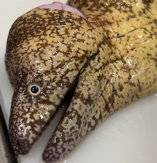魚と酒 はなたれ 東戸塚店のおすすめ料理3