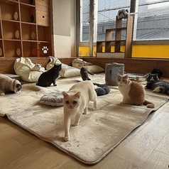 ネコカフェ キャットテイル Nekocafe Cattailの写真