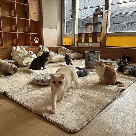 大阪の人懐っこい猫カフェ♪猫とたわむれる癒し空間☆