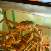 【鮮度を保つ】厳選して仕入れた鮮度の良い旬な海鮮をご提供◎身がぎっしり詰まったカニなど、素材の旨味をダイレクトに味わえる贅沢な海の幸は、食通の方にもご満足いただけるほどの美味しさです！職人が腕を振るう絶品料理の数々は、大切な方とのお食事や、特別な日のご宴会、ビジネスでの接待にも大変おすすめです♪