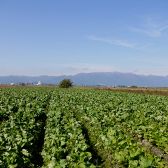 滋賀県認定農家・自家栽培ファーム