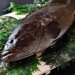 魚の王様『クエ』を通年でご提供しております。お造り以外にも唐揚げやしゃぶしゃぶも人気です。