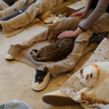 ネコカフェ キャットテイル Nekocafe Cattailのおすすめ料理1