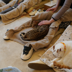 ネコカフェ キャットテイル Nekocafe Cattailのおすすめ料理1