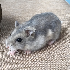 小動物カフェ はなはな 近鉄奈良 カフェ スイーツ ネット予約可 ホットペッパーグルメ