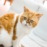 猫ちゃん大喜び！2種類のおやつ