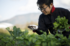 自家菜園の野菜