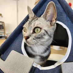 猫カフェ 美観nekoのおすすめポイント1