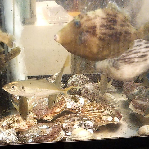 居酒屋 海 海老名 居酒屋 ネット予約可 ホットペッパーグルメ