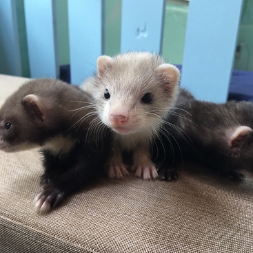 小動物カフェ はなはなのおすすめ料理1