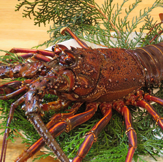 季節限定・伊勢海老の逸品