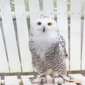 あうるぱーく フクロウカフェ 池袋西口の雰囲気3