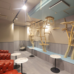 犬猫カフェ put on lap プットオンラップ 今池のコース写真