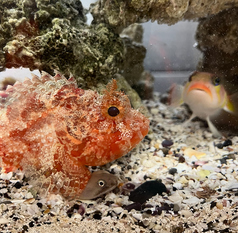 居酒屋 まち 中野のコース写真