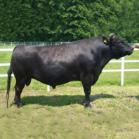 茨城が誇るブランド牛「常陸牛」を使用！