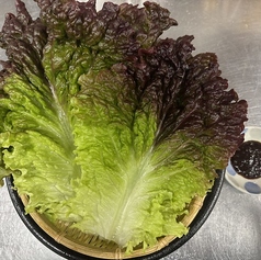 サンチュ(サニーレタス)