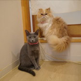 ネコカフェ キャットテイル Nekocafe Cattailのおすすめ料理2