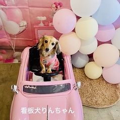 犬を連れて来れるお店。