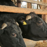 無添加・無農薬にこだわるのべ牧場では、自社農場や提携農家で生産された無農薬の牧草や穀物を使用しています。また、飼料には成長促進剤や抗生物質、合成添加物は一切使用せず、牛本来の成長を促します。こうして添加物に頼らず、自然な成長と健康管理によって育てられた牛肉は、純粋で深い風味を楽しむことができます。