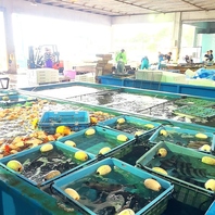 日本全国の漁師直送！豊洲で仕入れる魚たち！