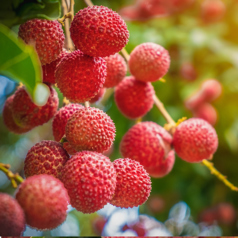 詠唱源のライチのお酒　茘枝酒(らいちちゅう)