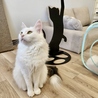 CAT CAFE 美観neko ビカンネコのおすすめポイント3