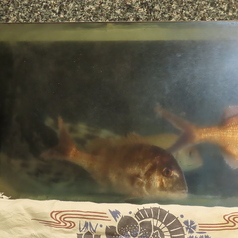 たかや鮨の特集写真