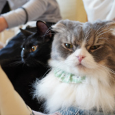 ネコカフェ キャットテイル Nekocafe Cattailのおすすめ料理3