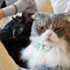 ネコカフェ キャットテイル Nekocafe Cattailのおすすめ料理3