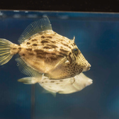 いけすと炭と薪焼と 博多 とりとりとの雰囲気2