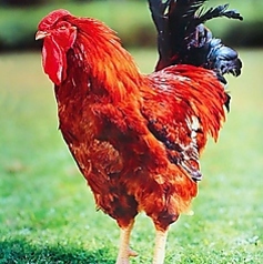 地鶏のこだわり…【京赤地鶏】