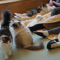 ネコカフェ キャットテイル Nekocafe Cattailの雰囲気1