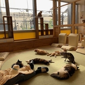 ネコカフェ キャットテイル Nekocafe Cattailの雰囲気2