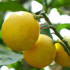 地物のドリンク沢山あります。