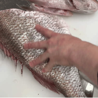 今日いちばん旨い魚で、一杯。